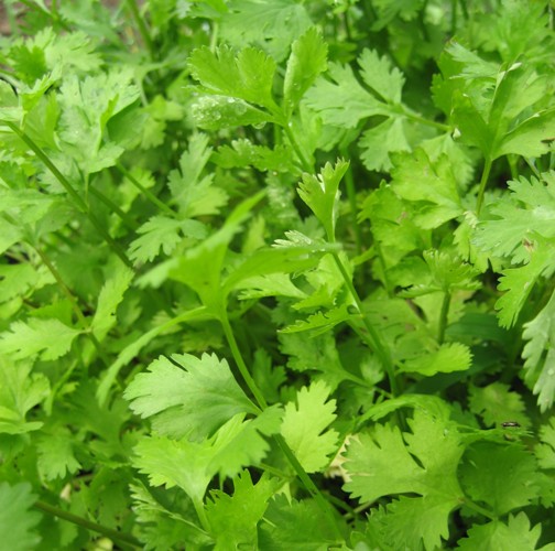 Coriander Essential Oil Egypt 4